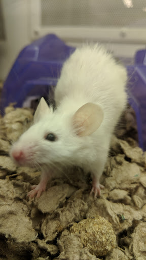 Pet Supply Store «Petco Animal Supplies», reviews and photos, 45205 Worth Ave, California, MD 20619, USA