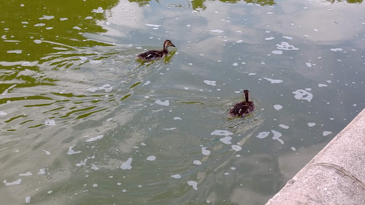 Park «Lafayette Square», reviews and photos, Pennsylvania Ave NW & 16th Street Northwest, Washington, DC 20001, USA