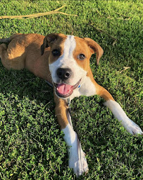 Shipp's Corner Pet Spa & Resort - Photo 6 - Car repair in Virginia Beach, VA, Virginia Beach