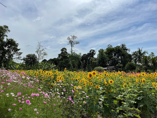 Top 20 cửa hàng cây kiểng Thành phố Phan Thiết Bình Thuận 2022
