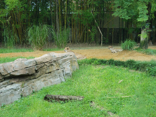 Roller Coaster «Cheetah Hunt», reviews and photos, 10165 N Malcolm McKinley Dr, Tampa, FL 33612, USA