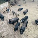 Photo n°13 de l'avis de Harald.i fait le 11/09/2022 à 19:58 sur le  Cucina Tipica da Eva e Zio Pippo Marino-Marinello à Noto