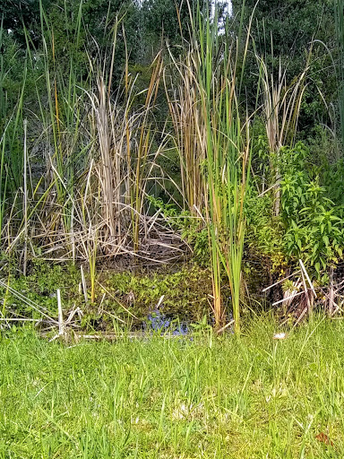 Pet Store «Phillips Feed & Pet Supplies», reviews and photos, 4350 Amberjack Blvd, Plant City, FL 33566, USA