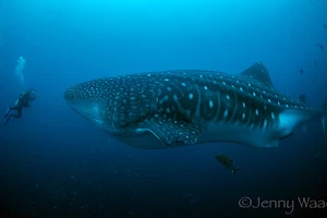 Galapagos Shark Diving image