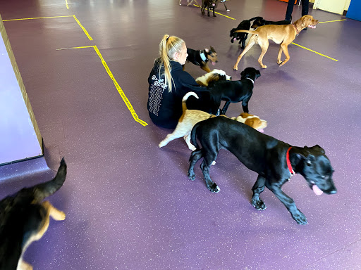 Dog training classes Sunderland