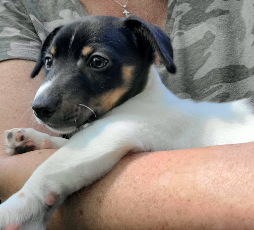 Pet Supply Store «Pet Supplies Plus», reviews and photos, 1237 Concord Pkwy N, Concord, NC 28025, USA