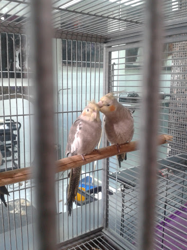 Bird shops Caracas