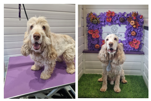 Tilly & Co Dog Grooming