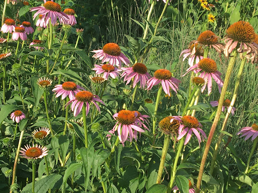 Water Park «Sea Lion Aquatic Park», reviews and photos, 1825 Short St, Lisle, IL 60532, USA