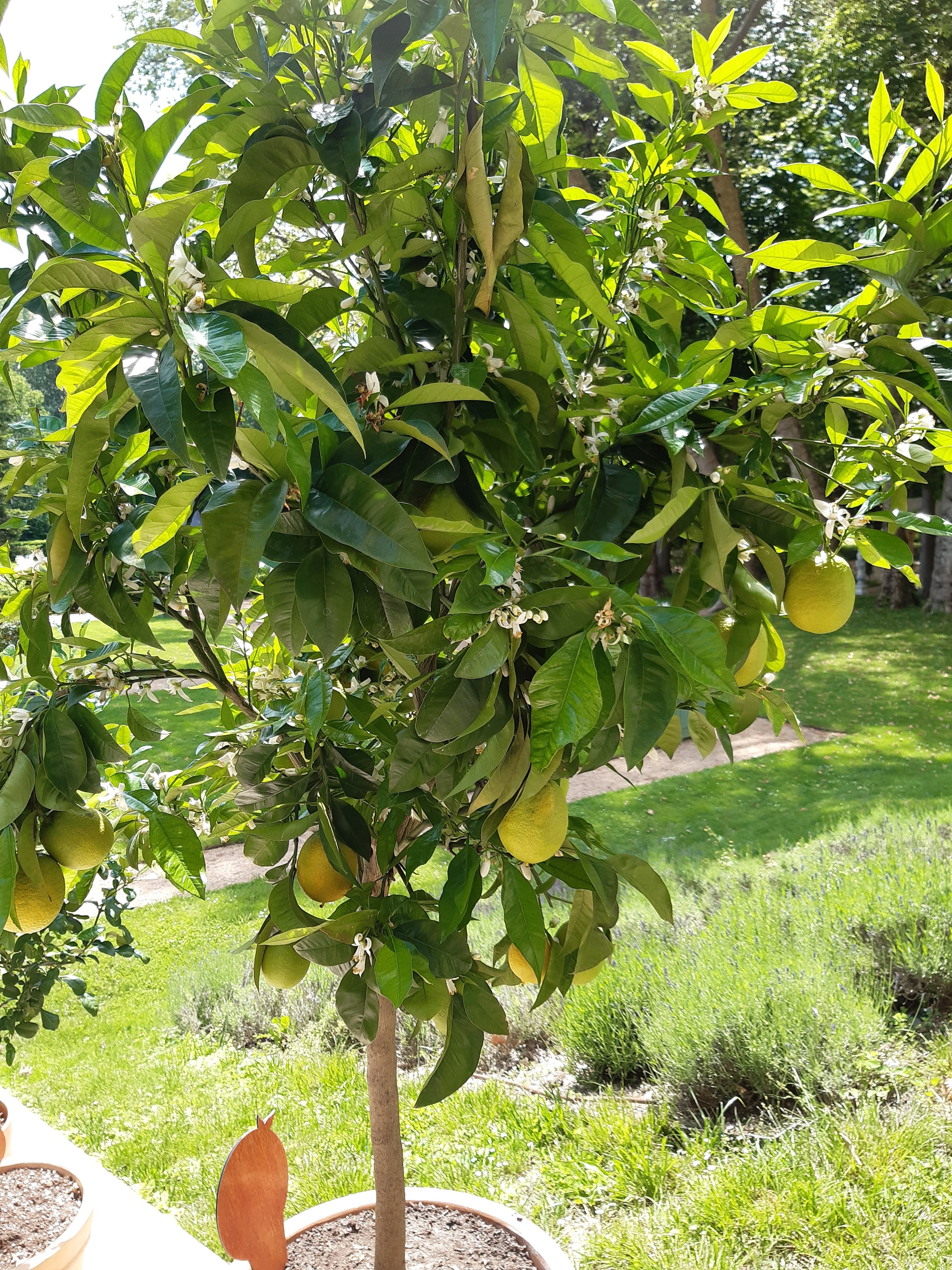 Photo n° 15 de l'avis de Patrice.a fait le 13/06/2021 à 16:03