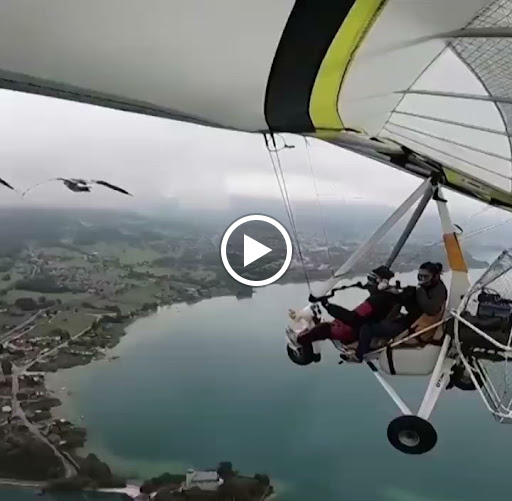 Florist «Bird of Paradise Couture Florals», reviews and photos, 17775 Main St m, Irvine, CA 92614, USA