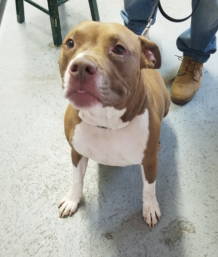 Pet Supply Store «Cheshire Cat & Dog Too», reviews and photos, 1320 Waterbury Rd, Cheshire, CT 06410, USA