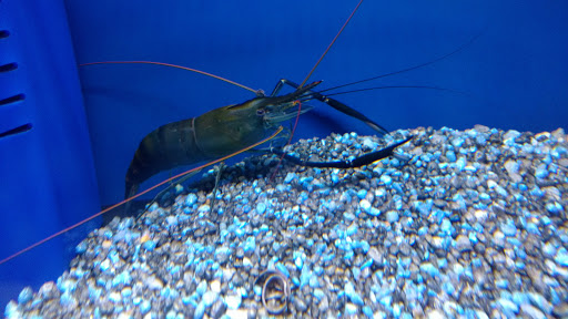 Pet Store «Pets Place II», reviews and photos, 120 E Rte 59, Nanuet, NY 10954, USA