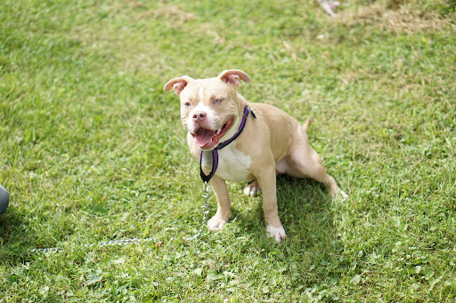 Park «Maple Hill Dog Park», reviews and photos, 390 County Rd 78, Middletown, NY 10940, USA