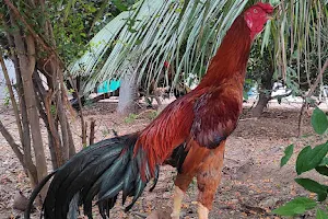 Pk Roosters image
