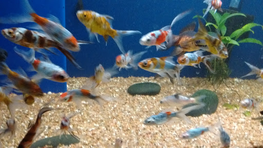 Pet Store «Olathe Pet Shop», reviews and photos, 16651 151st St, Olathe, KS 66062, USA