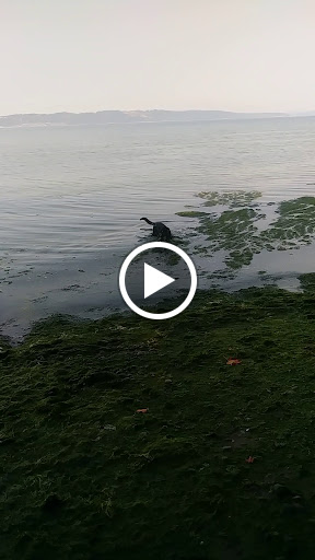 State Park «Dash Point State Park», reviews and photos, 5700 SW Dash Point Rd, Federal Way, WA 98023, USA