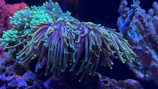 Pet Supply Store «Reef Plus», reviews and photos, 935 Oak St, North Aurora, IL 60542, USA