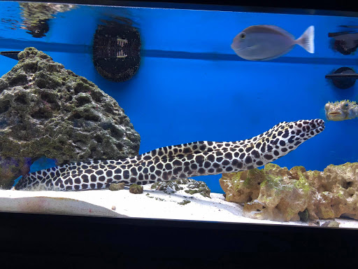 Pet Groomer «We Lov Pets», reviews and photos, 3853 Northpointe Dr, Zanesville, OH 43701, USA