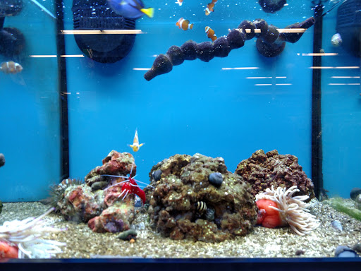 Pet Supply Store «Petco», reviews and photos, 3434 Court St, Pekin, IL 61554, USA