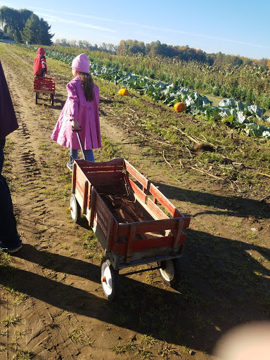 Produce Market «Rush Vegetables», reviews and photos, 2120 Eagle Harbor Waterport Rd, Albion, NY 14411, USA