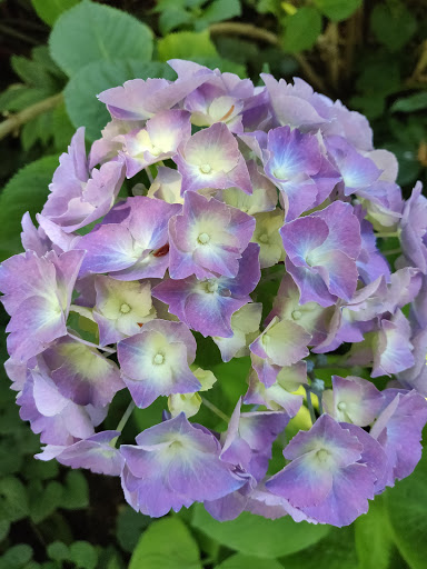 Park «Wilburton Hill Park», reviews and photos, 12400 Main St, Bellevue, WA 98005, USA