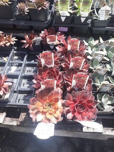 Garden Center «Hillside Feed & Seed Store», reviews and photos, 1805 S Hillside St, Wichita, KS 67211, USA