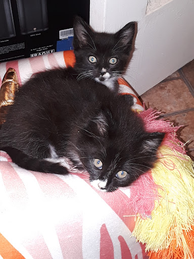 Pet Supply Store «Unleashed by Petco», reviews and photos, 7288 Sunset Blvd #1d, Los Angeles, CA 90046, USA