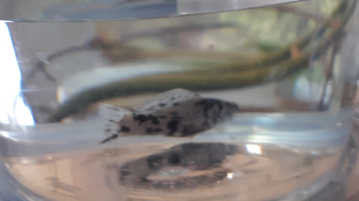 Pet Supply Store «Petco Animal Supplies», reviews and photos, 1201 E Washington Ave, Union Gap, WA 98903, USA