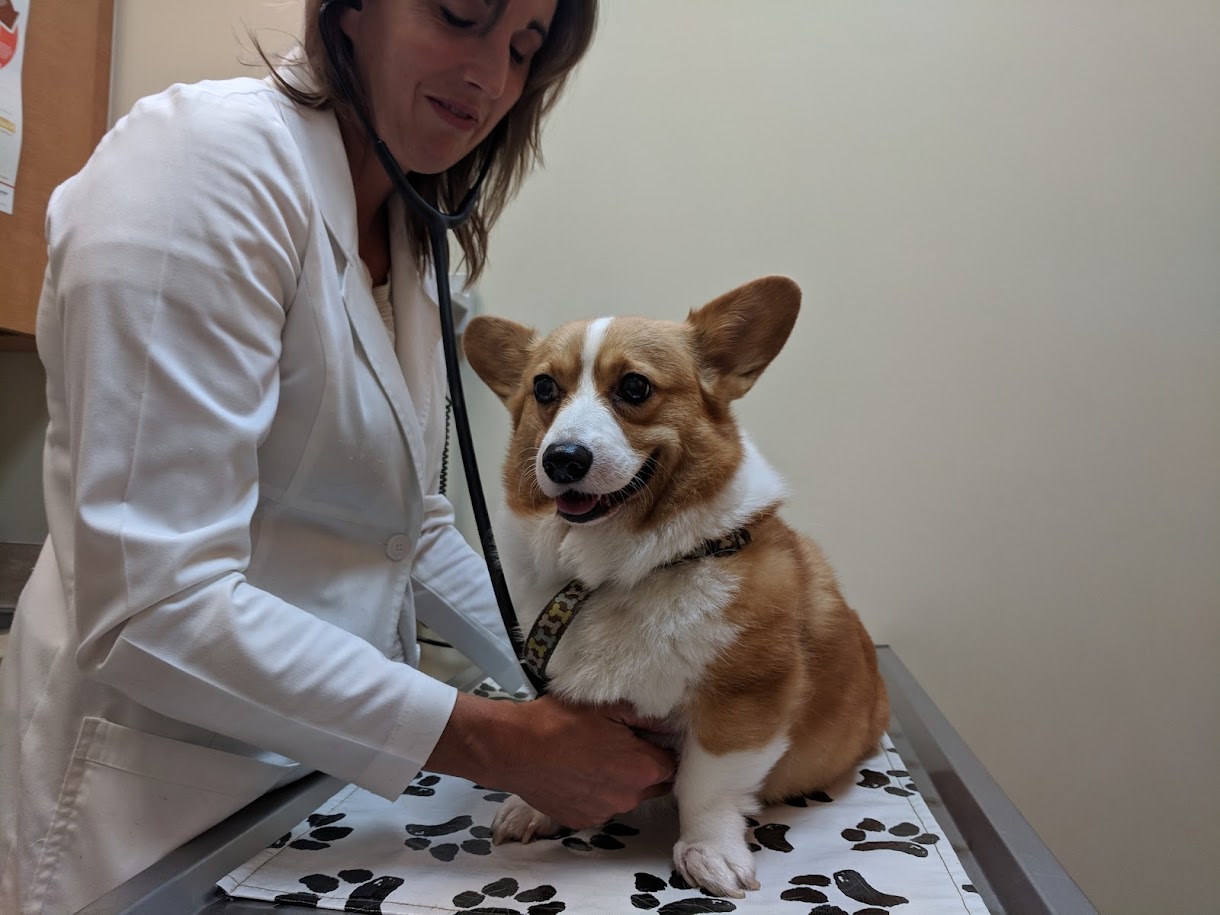 Gilbert Veterinary Hospital