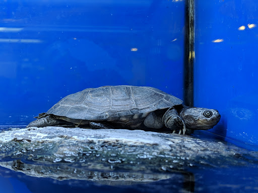 Pet Supply Store «PetSmart», reviews and photos, 20530 E 13 Mile Rd, Roseville, MI 48066, USA