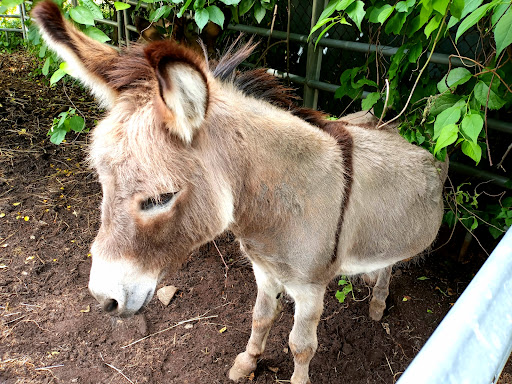 Farm «B & B Flower Farm», reviews and photos, 668 Jones Hill Rd, West Haven, CT 06516, USA