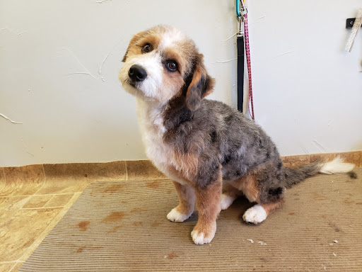 Fur Kids Lodge & Spa