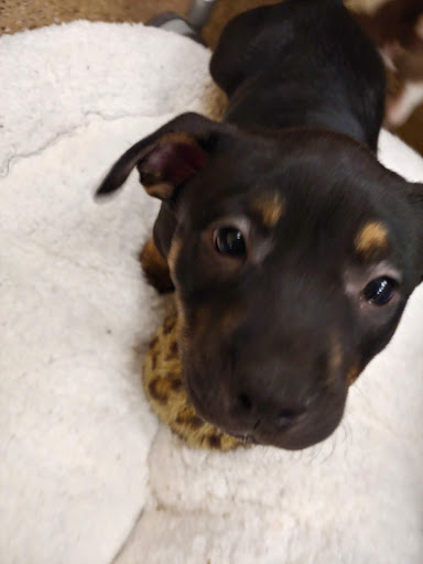 Pet Supply Store «PetPeople», reviews and photos, 6520 Telegraph Rd, Bloomfield Hills, MI 48301, USA