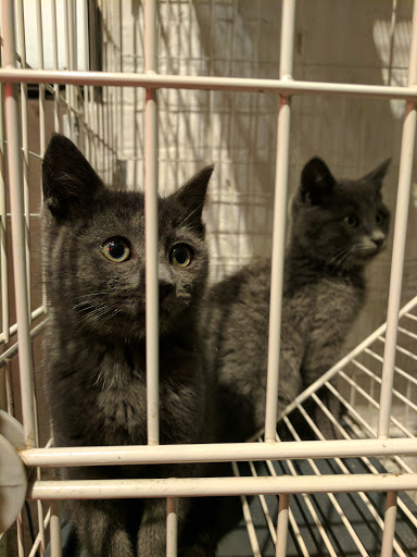 Pet Supply Store «PS9 Pets», reviews and photos, 169 N 9th St, Brooklyn, NY 11211, USA