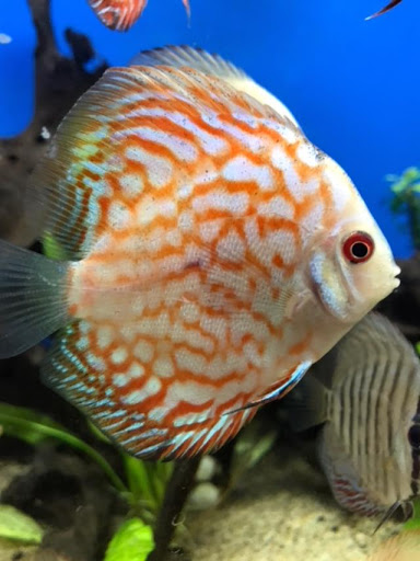 Pet Store «The Pet Shop», reviews and photos, 2235 S Power Rd #107, Mesa, AZ 85209, USA