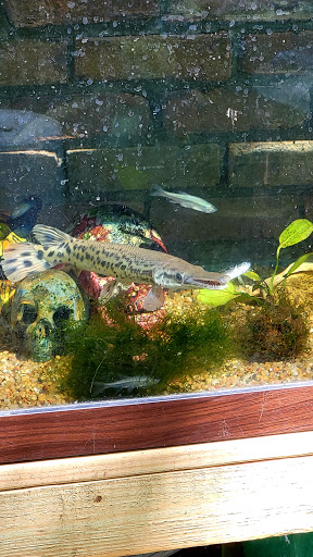 Tropical Fish Store «Aquarium Boutique», reviews and photos, 9035 Garland Rd, Dallas, TX 75218, USA