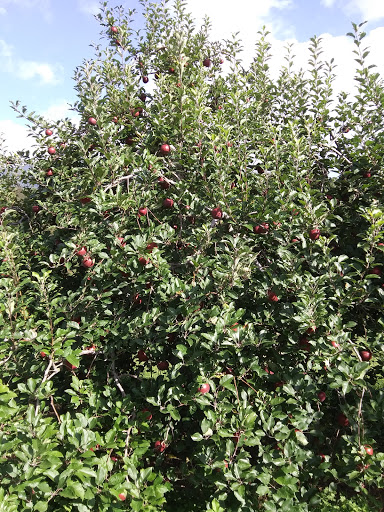 Produce Market «Barber Orchard Fruitstands Inc», reviews and photos, 2855 Old Balsam Rd, Waynesville, NC 28786, USA