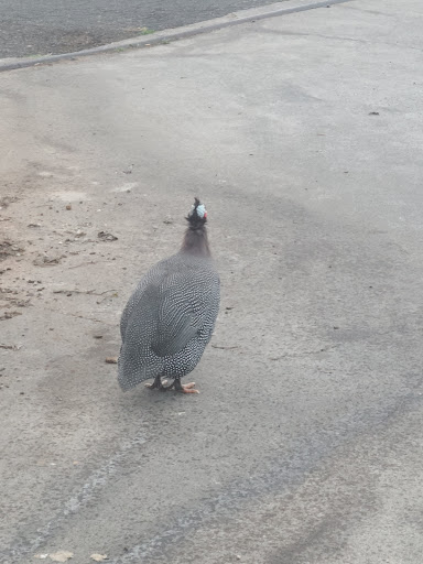 Bait Shop «Elkhorn Outdoor Sports», reviews and photos, 6745 20th St, Rio Linda, CA 95673, USA