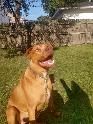 Pet Supply Store «Pet Supplies Plus», reviews and photos, 30450 Lakeshore Blvd, Willowick, OH 44095, USA