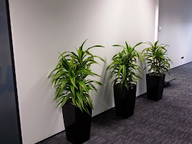 Florax Indoor Plants