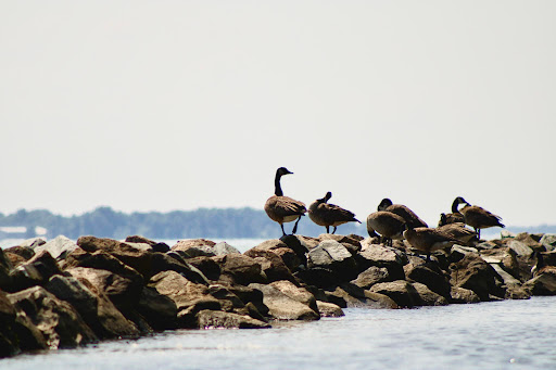 State Park «Hammerman Area Beach», reviews and photos, 7200 Graces Quarters Road, Middle River, MD 21220, USA