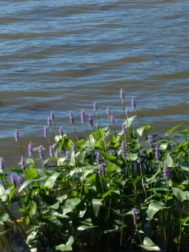 Nature Preserve «Times Beach Nature Preserve», reviews and photos, Coast Guard Station S Rd, Buffalo, NY 14203, USA