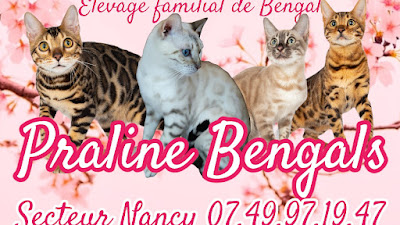 Praline Bengals à Benney