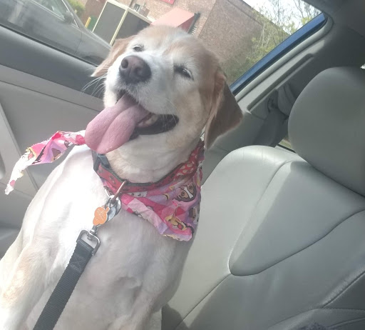 Pet Supply Store «Petco Animal Supplies», reviews and photos, 188 Kitts Ln, Newington, CT 06111, USA