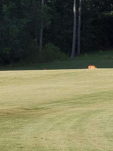 Golf Course «Planterra Ridge Golf Club», reviews and photos, 500 Clubhouse Dr, Peachtree City, GA 30269, USA