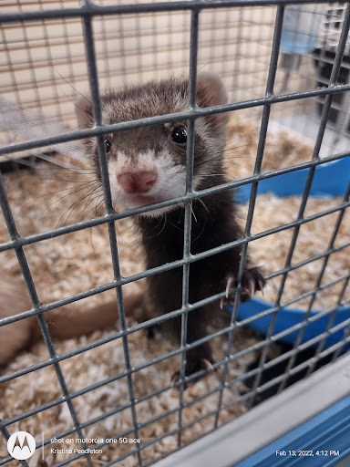 Pet Store «Fins Feathers Paws & Claws», reviews and photos, 436 Main St, Harleysville, PA 19438, USA