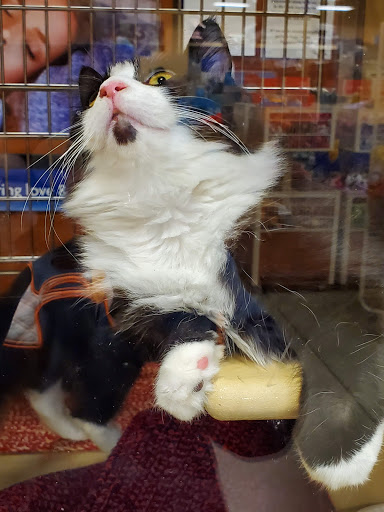 Pet Supply Store «PetSmart», reviews and photos, 160 Washington St #701, Rochester, NH 03839, USA