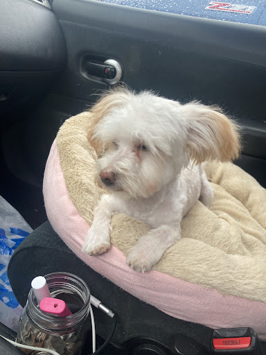 Pet Supply Store «PetSmart», reviews and photos, 250 Grossman Dr, Braintree, MA 02184, USA