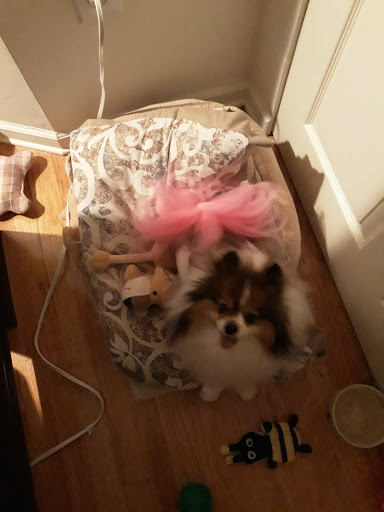 Pet Supply Store «PetSmart», reviews and photos, 2 Brick Plaza, Brick, NJ 08723, USA